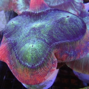 Trachyphyllia