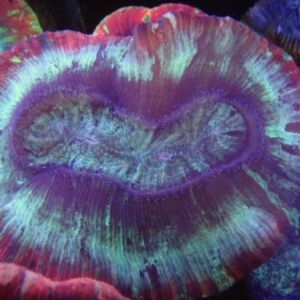 Trachyphyllia