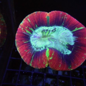 Trachyphyllia