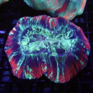 Trachyphyllia