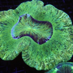 Trachyphyllia