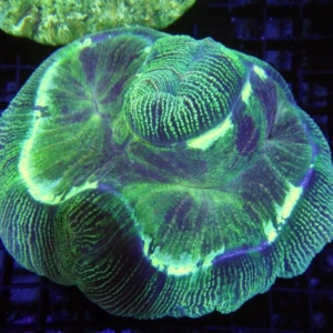 Trachyphyllia