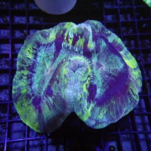 Trachyphyllia