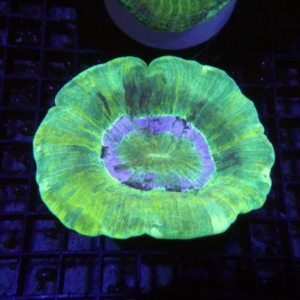 Trachyphyllia