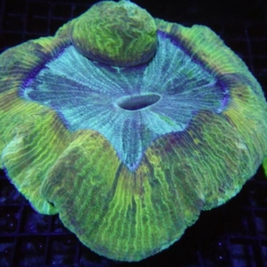 Trachyphyllia