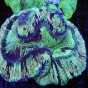 Trachyphyllia