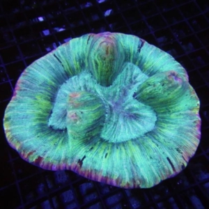 Trachyphyllia
