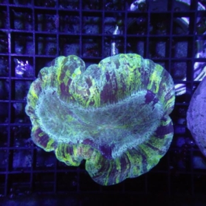 Trachyphyllia
