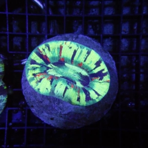 Trachyphyllia