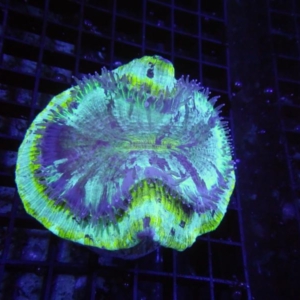 Trachyphyllia
