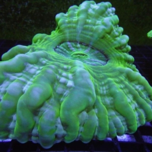 Green Cynarina