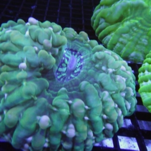 Green Cynarina