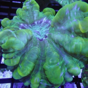 Green Cynarina