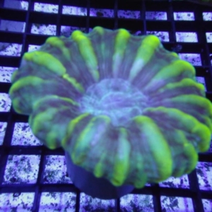 Green Cynarina