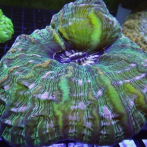 Indophyllia