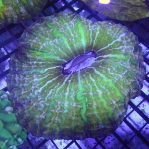 Indophyllia