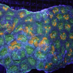 Echinata