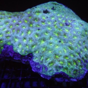 Echinata