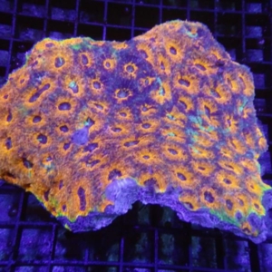 Echinata