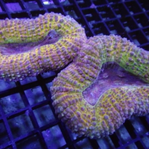 Lobophyllia