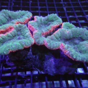 Lobophyllia