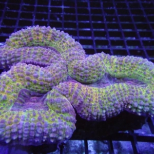 Lobophyllia