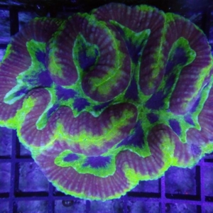 Symphyllia