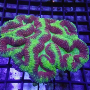 Symphyllia