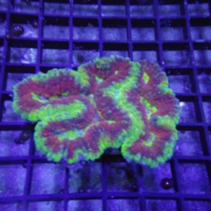 Symphyllia