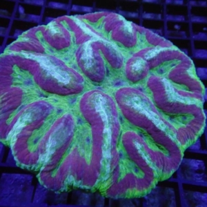 Symphyllia