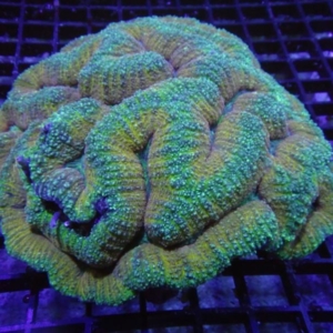 Symphyllia