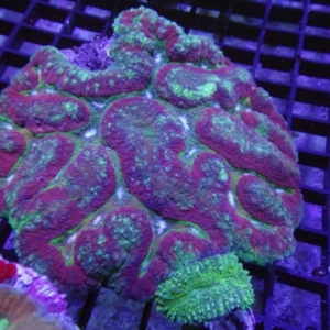 Symphyllia