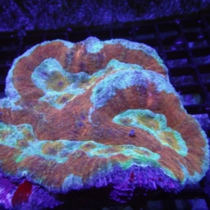 Symphyllia