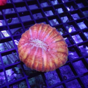 Red Cynarina