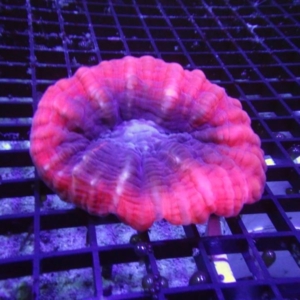 Red Cynarina