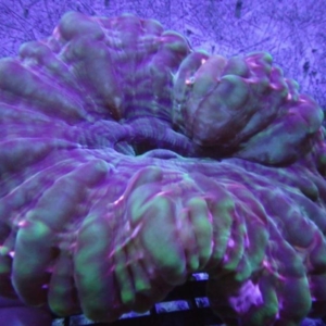 Multicolor Cynarina