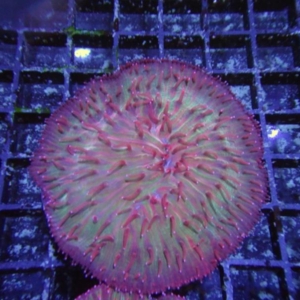 Plate Coral