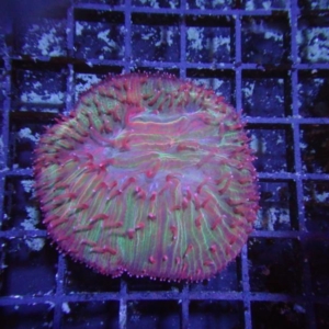 Plate Coral