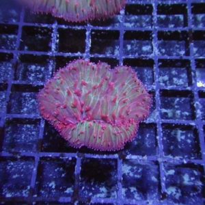Plate Coral