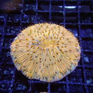 Plate Coral