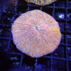 Plate Coral