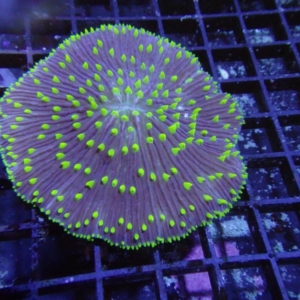 Plate Coral