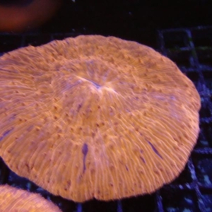 Plate Coral