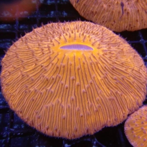 Plate Coral