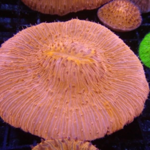 Plate Coral