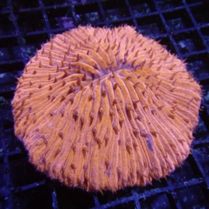 Plate Coral