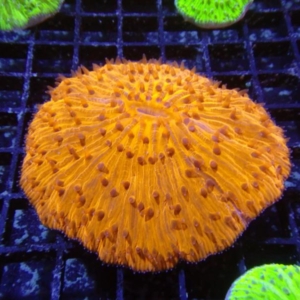 Plate Coral