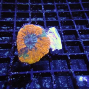 Scolymia vitensis