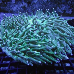 Long Tentacle Plate