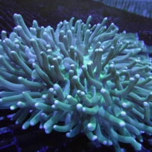 Long Tentacle Plate